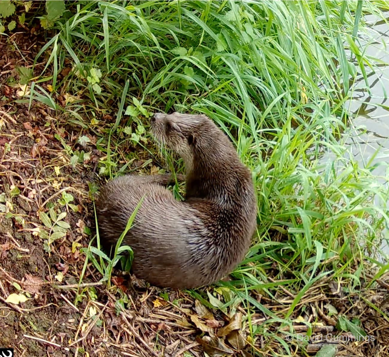  Otter at Hockenhull 