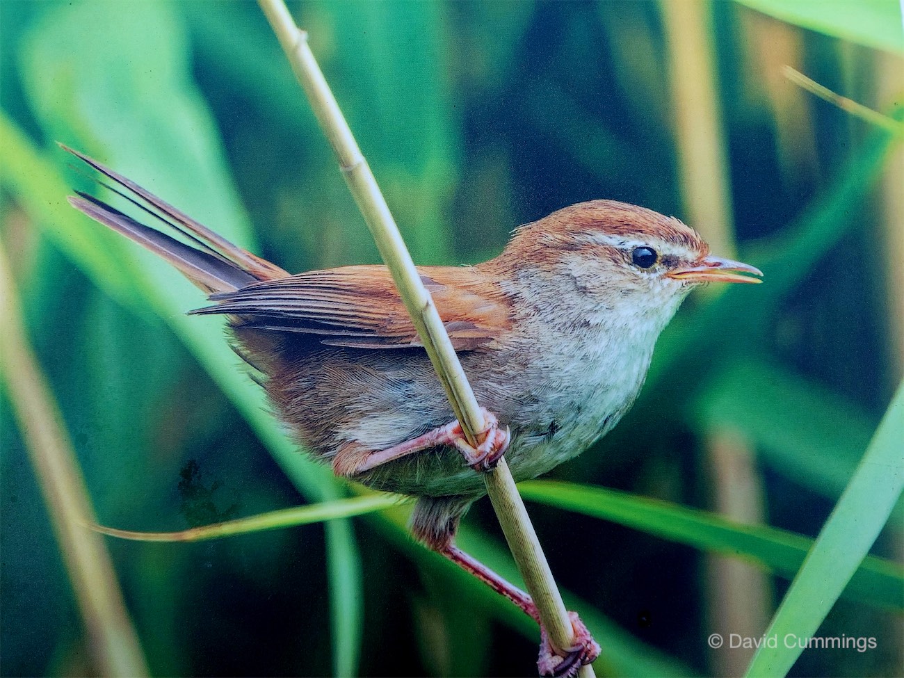  Cettis Warbler 