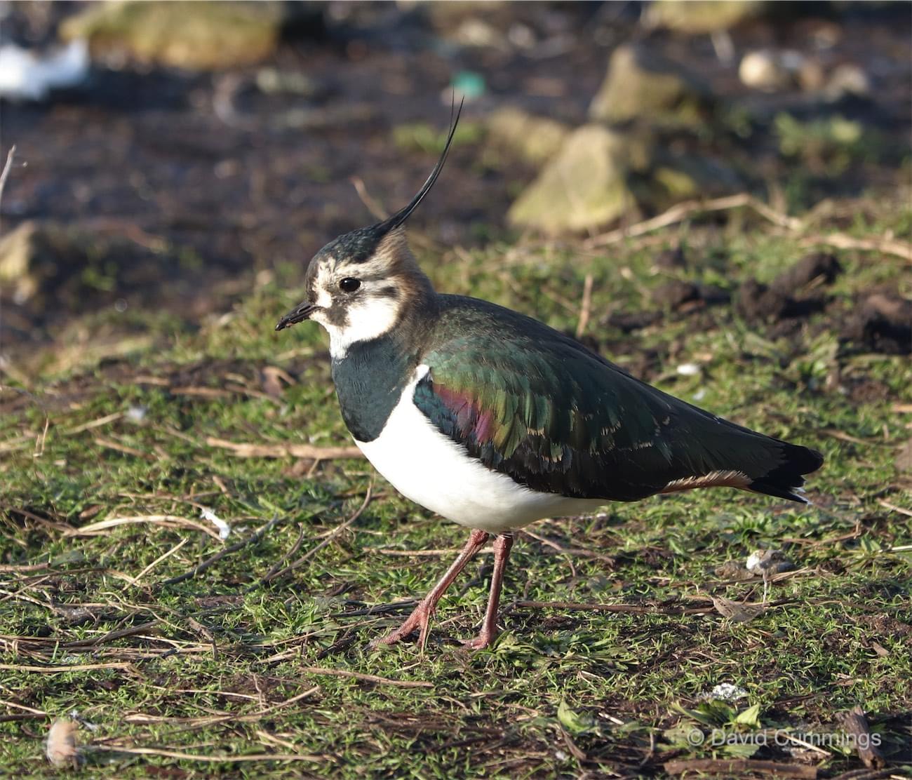  Lapwing 