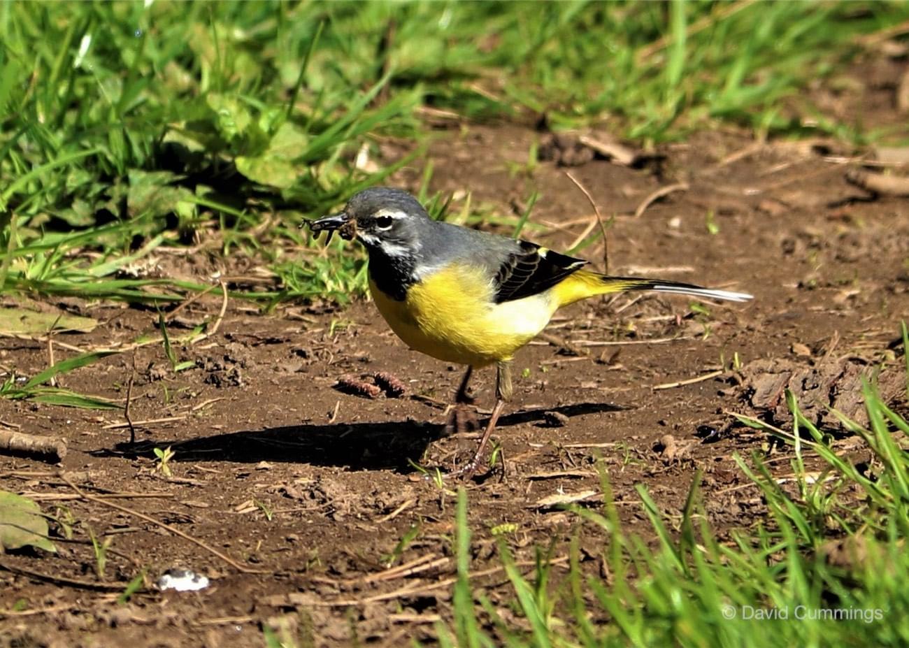  Grey Wagtail 