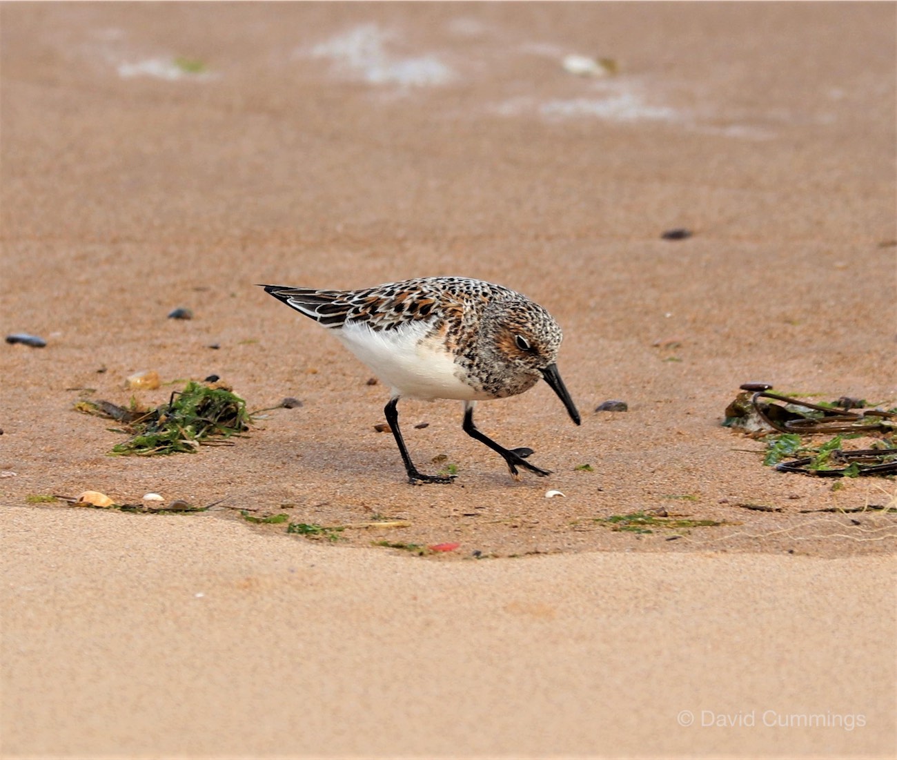  Sanderling 