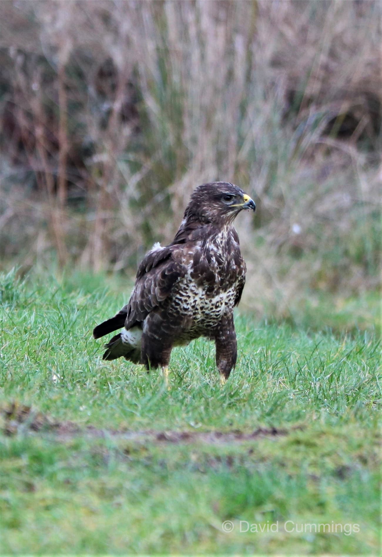  Buzzard 
