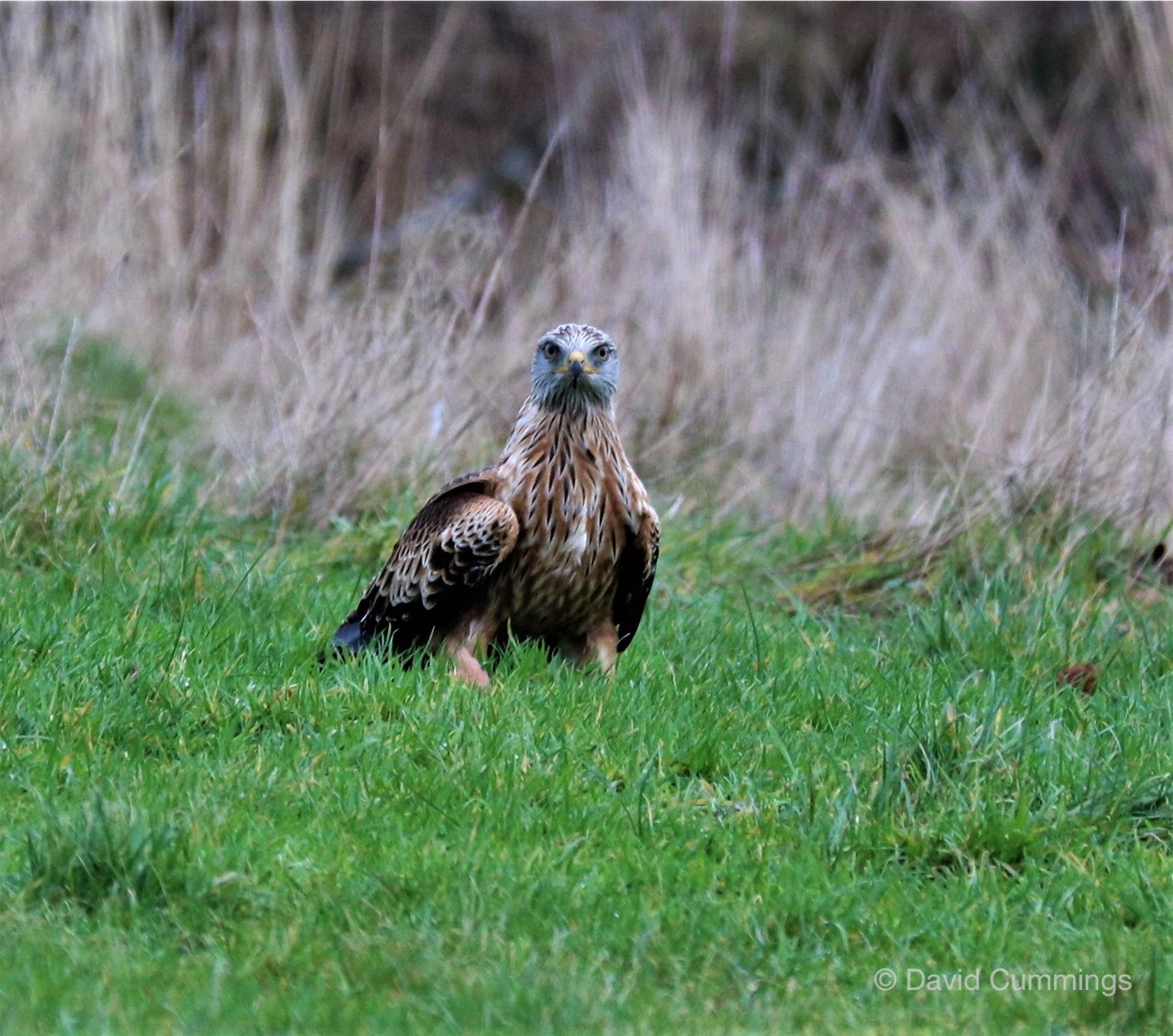  Red Kite 