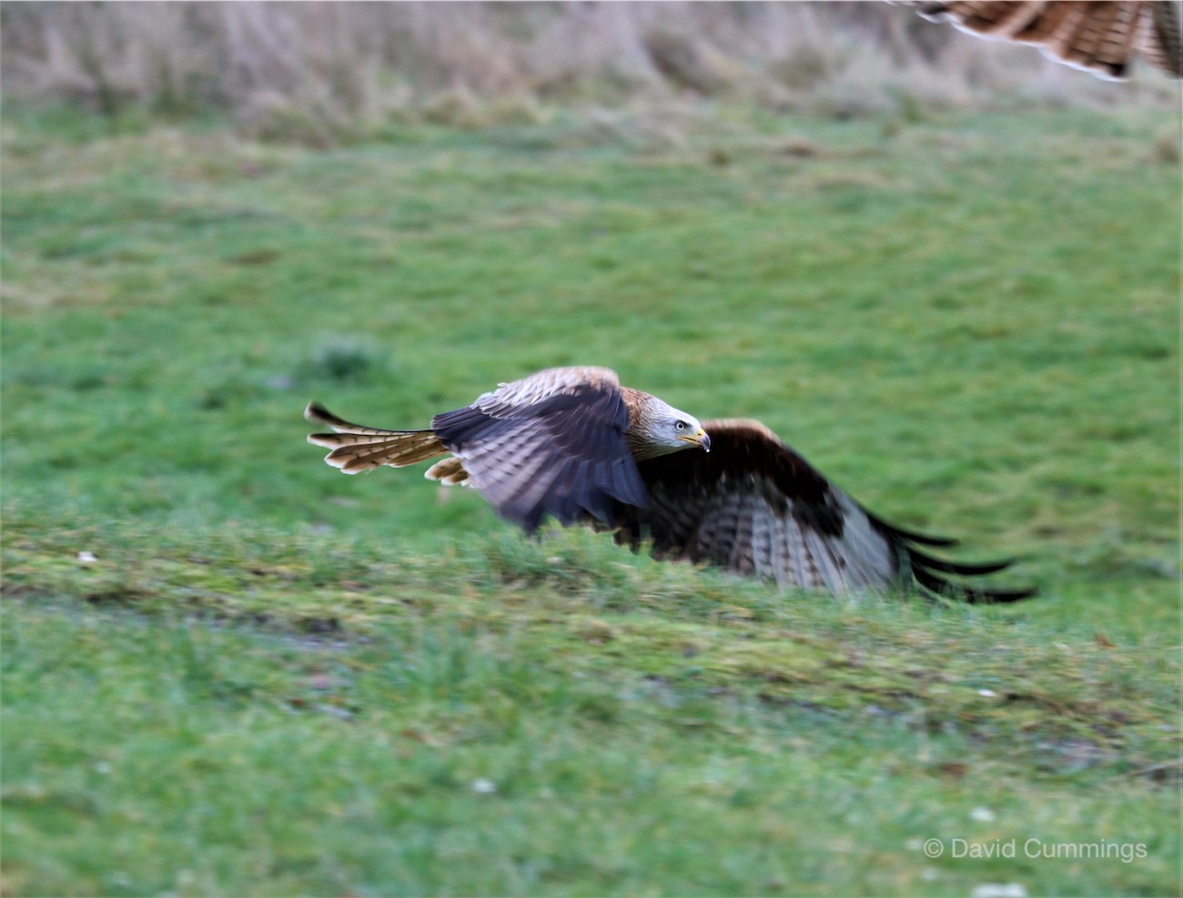  Red Kite 