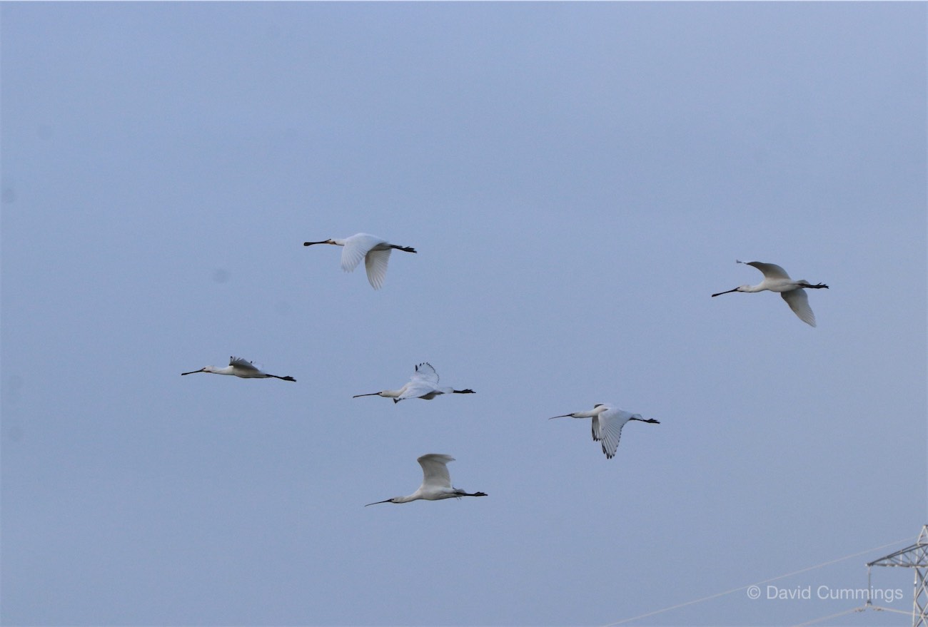  Six Spoonbills in Flight 