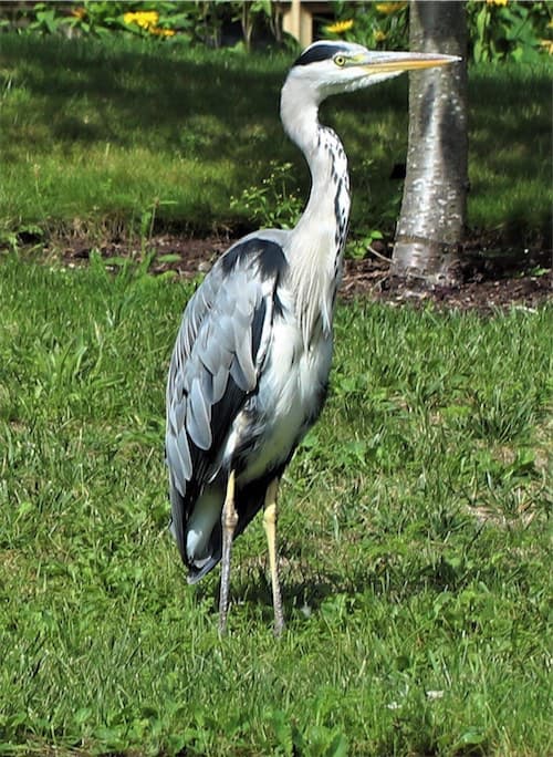  Grey Heron 