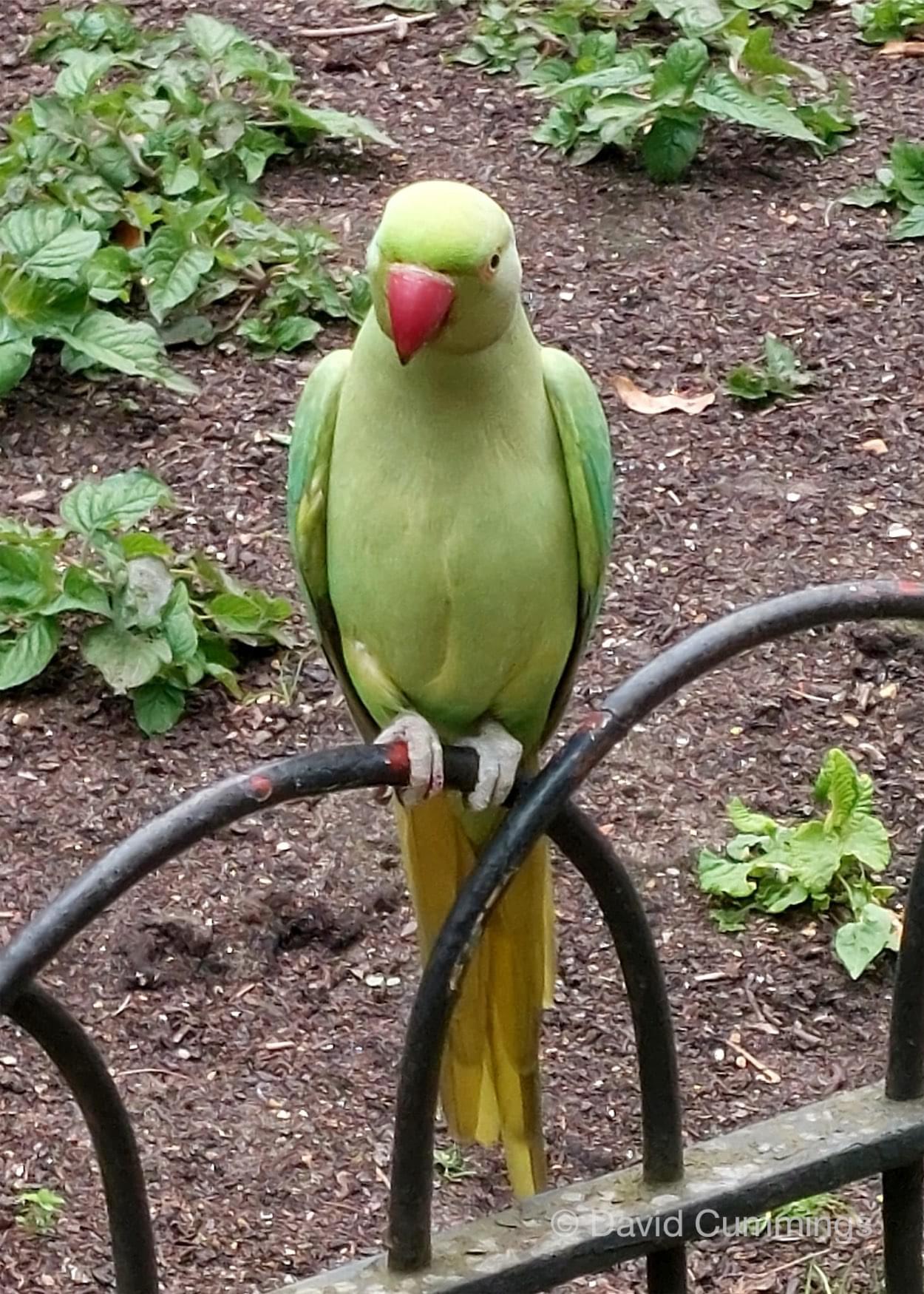  Ring Necked Parakeet 