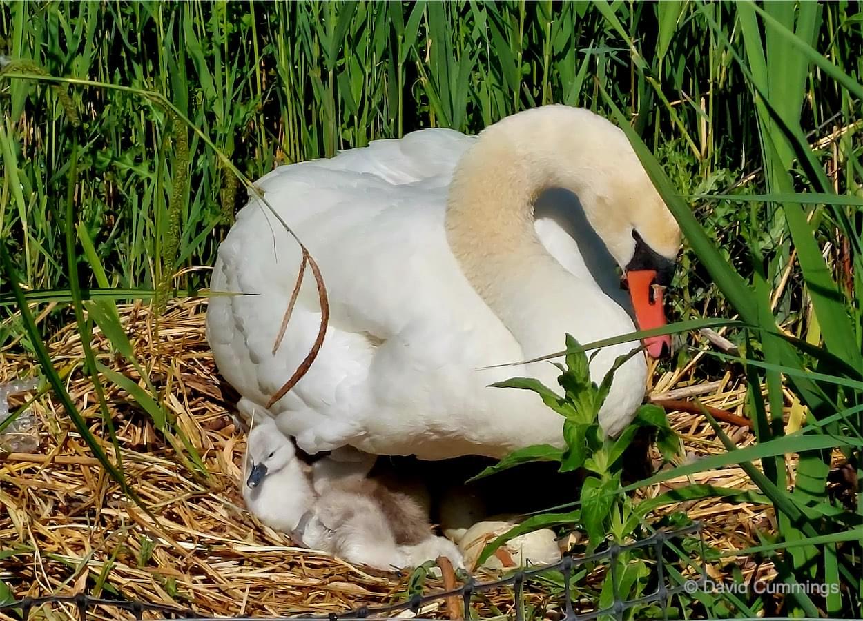  Mute Swan and Cygnets 