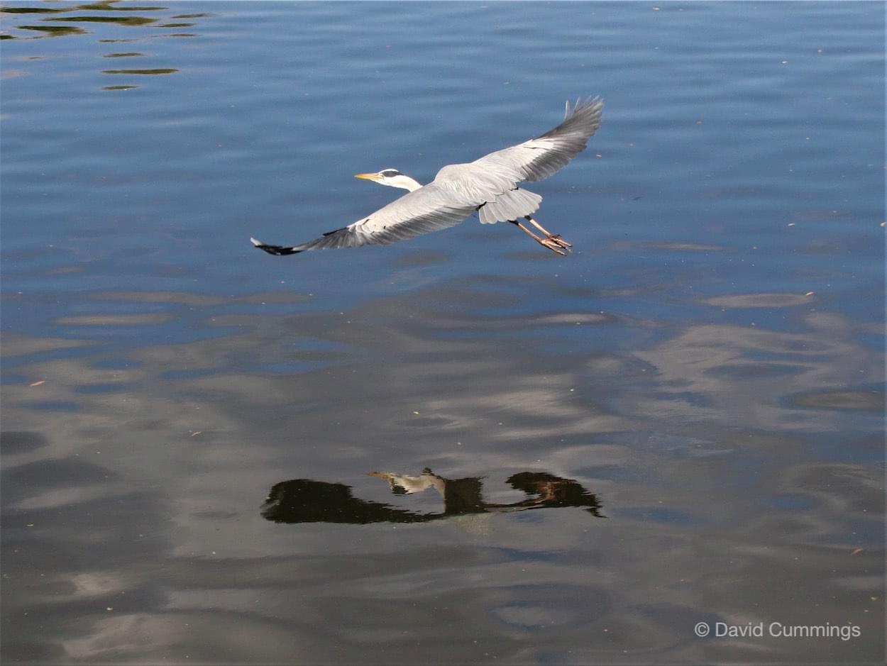  Grey Heron in flight 