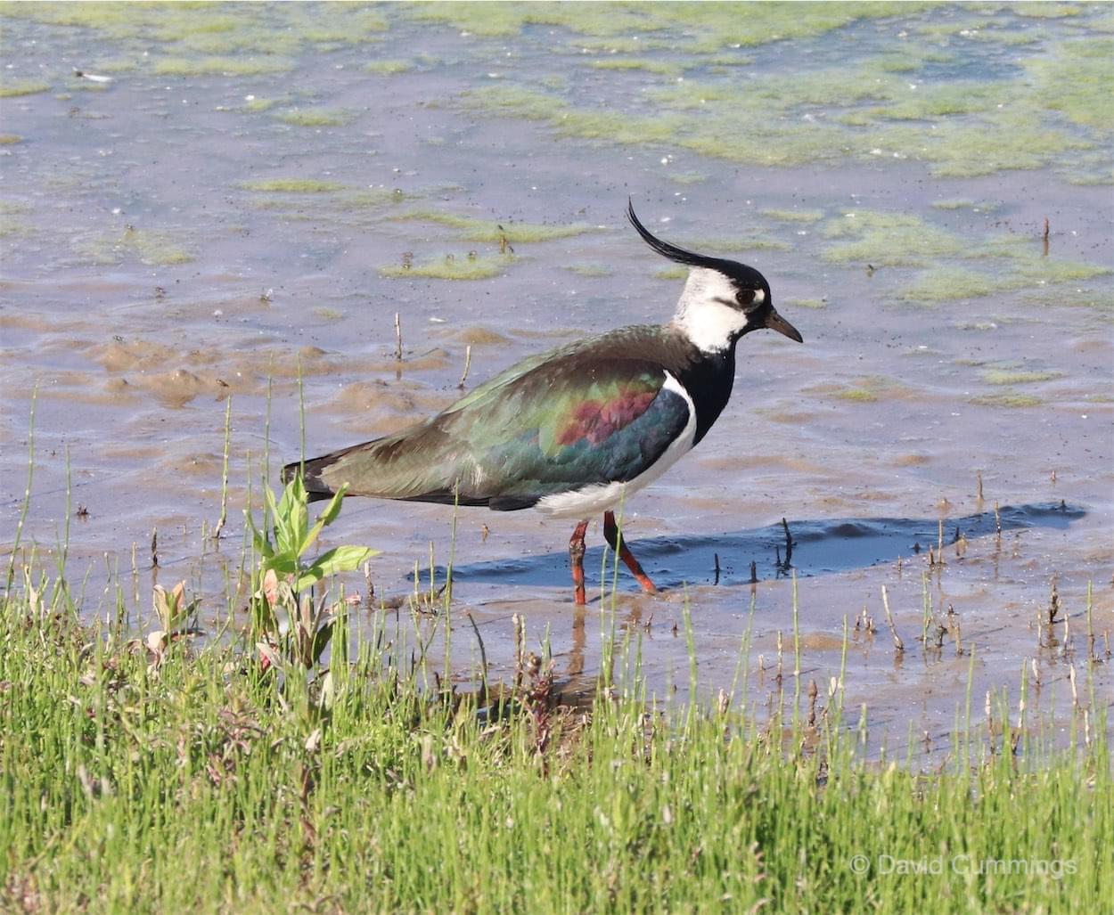 Lapwing 