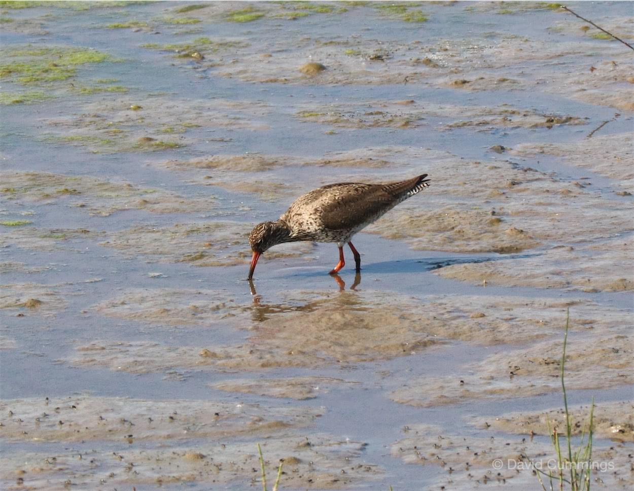  Godwit 