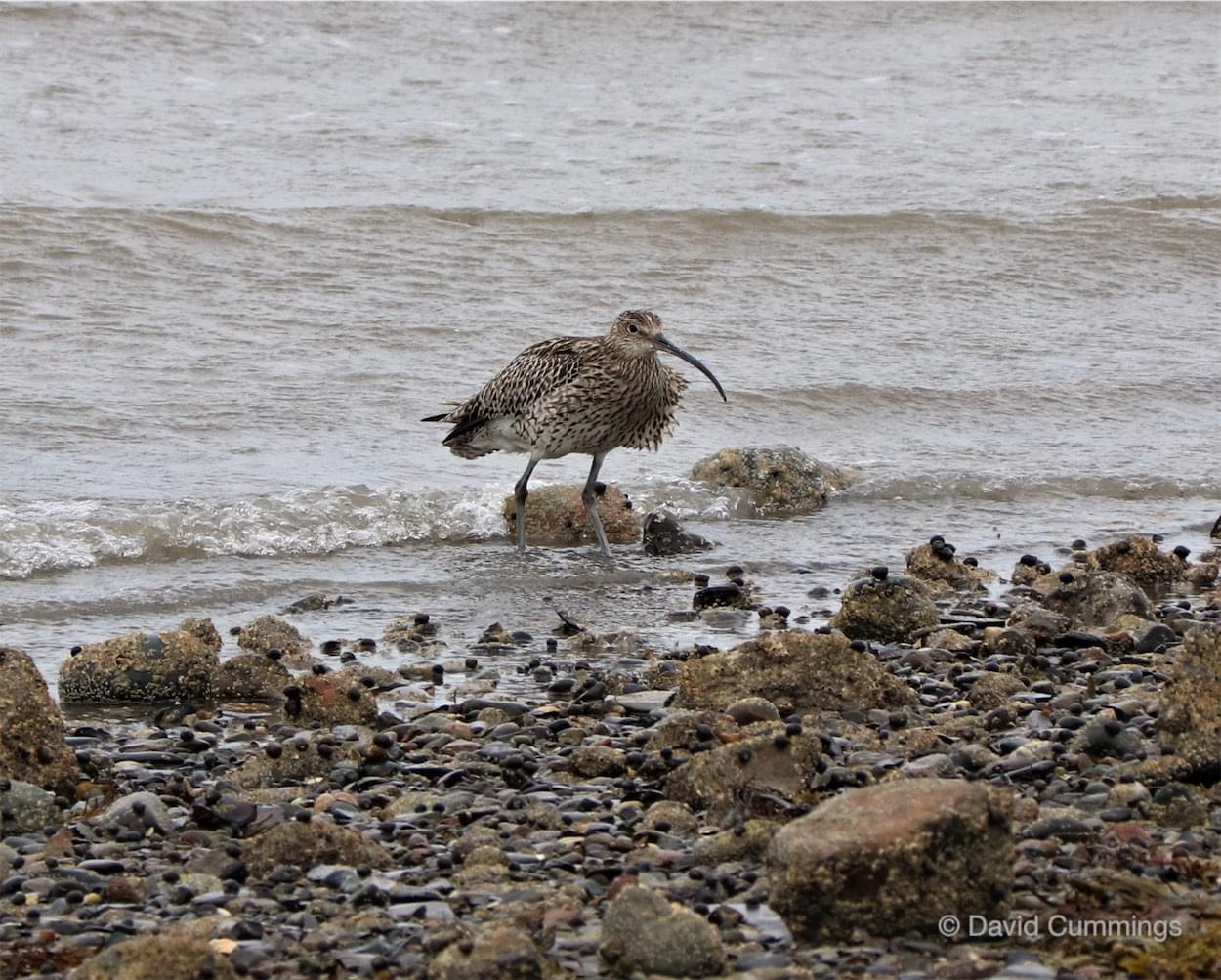  Curlew 