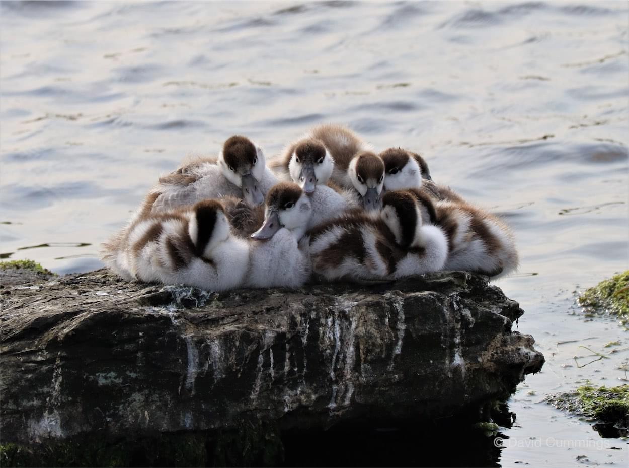  Baby Shelducks 