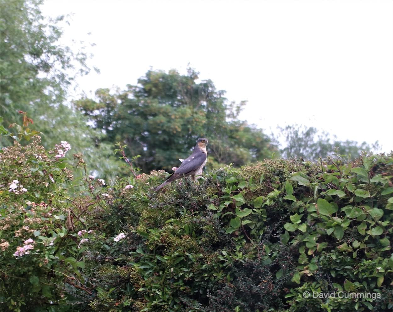  Sparrowhawk 