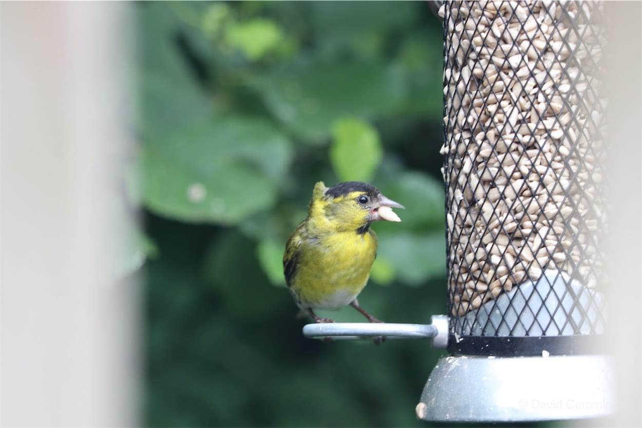  Siskin - male 