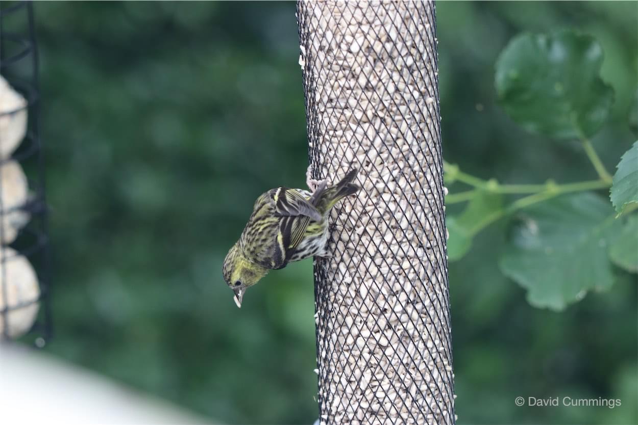  Siskin - female 