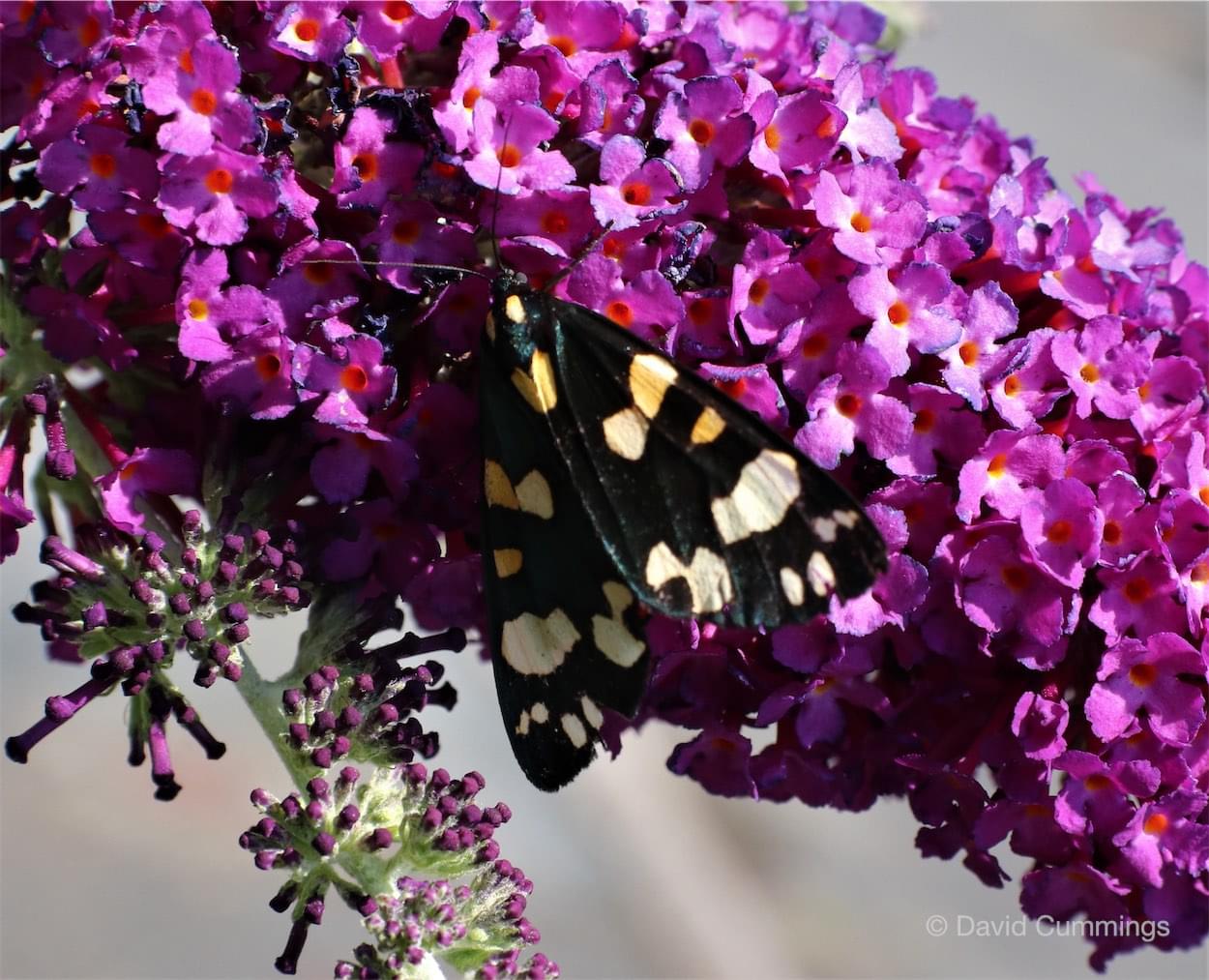  Scarlet Garden Tiger Moth 