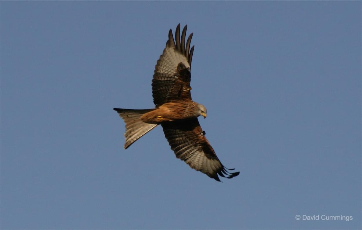  Red Kite 