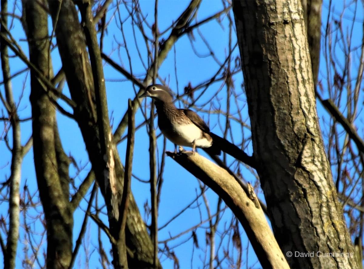 Mandarin duck at Hockenhull