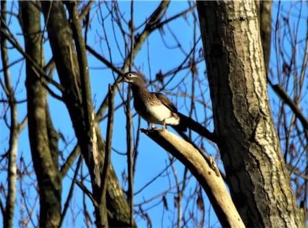  Mandarin duck at Hockenhull 