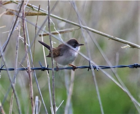  Common Whitethroat 
