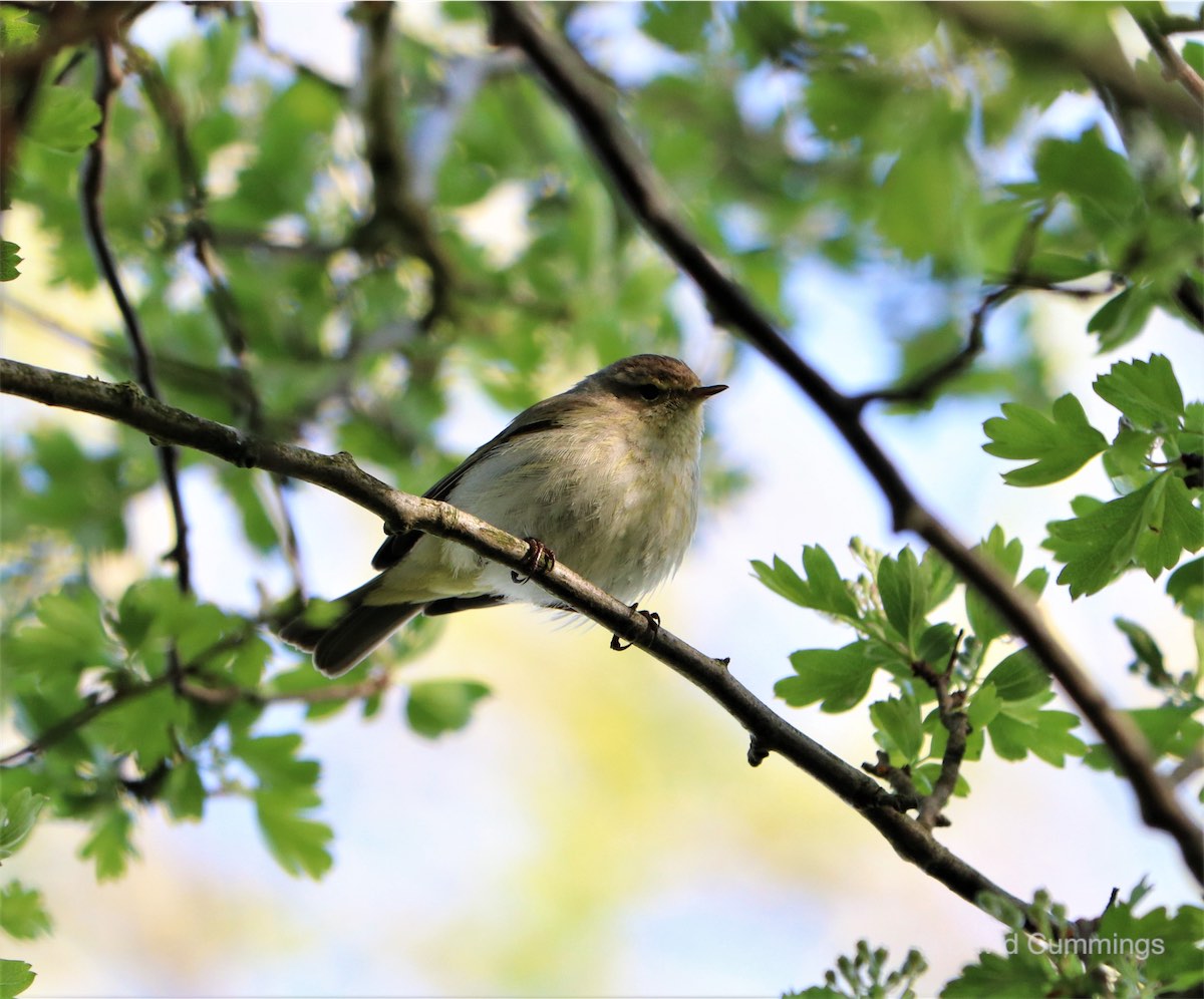 Chiff Chaff