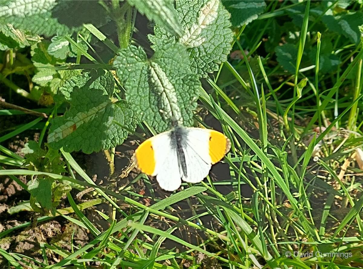 Orange Tip