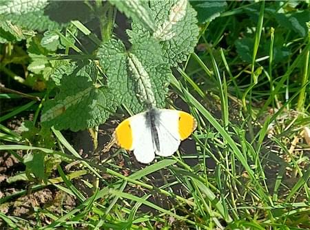  Orange Tip 