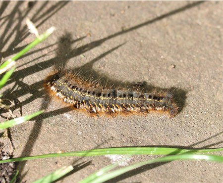 Moth 