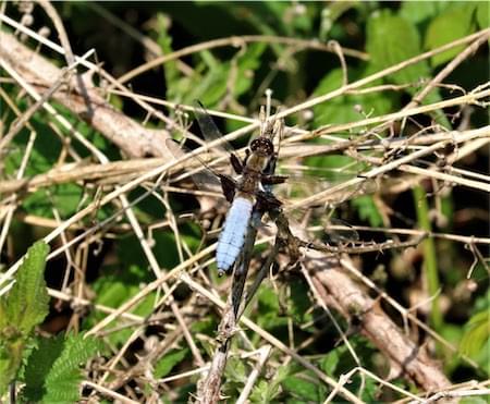  Broad Bodied Chaser 