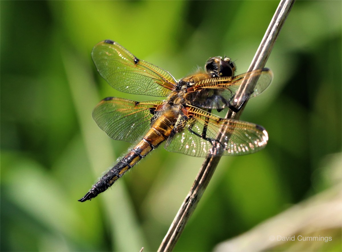4 Spotted Chaser