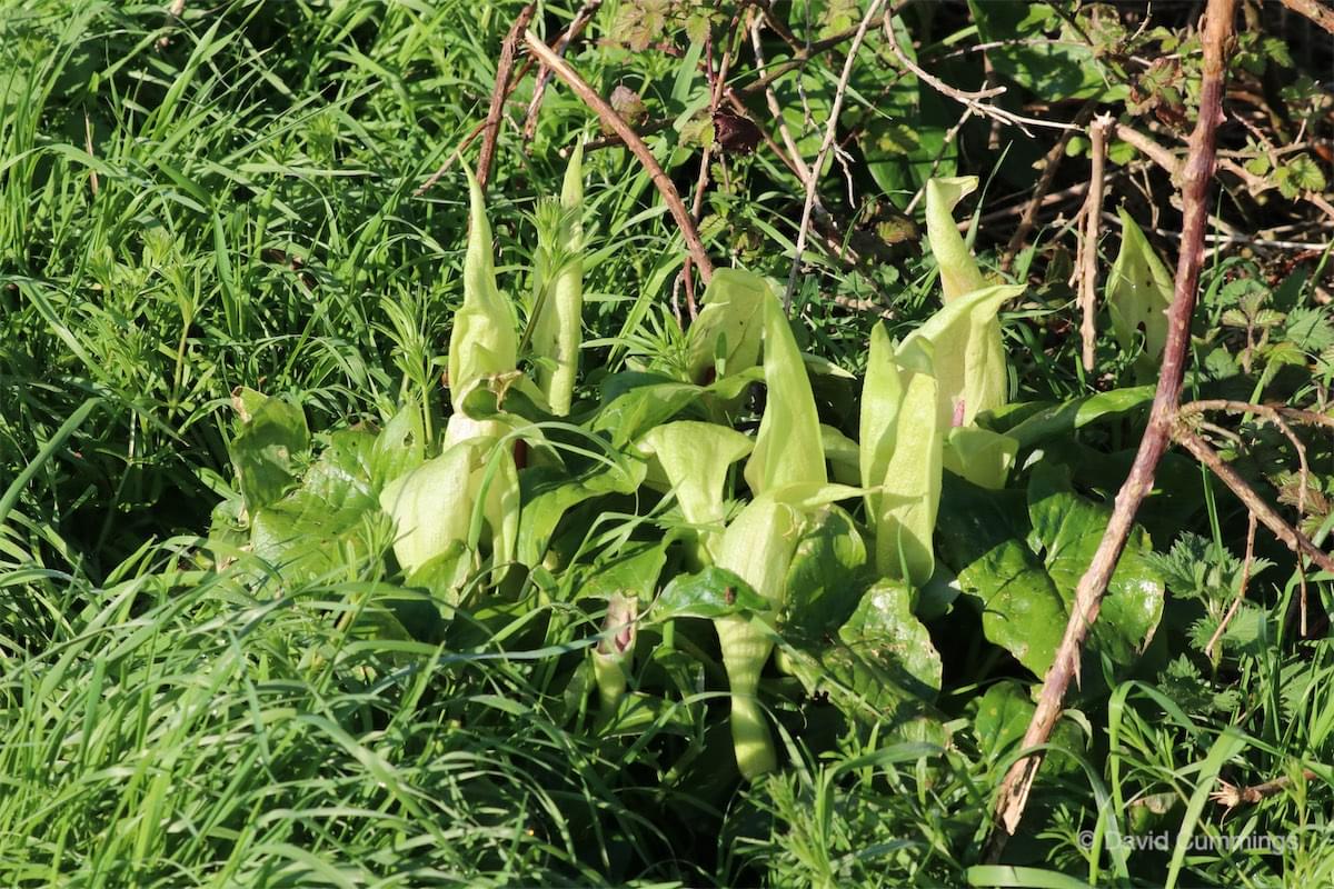 Wild Arum