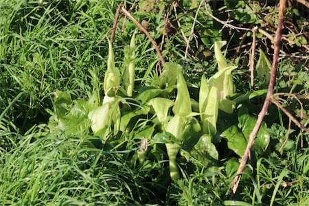  Wild Arum 