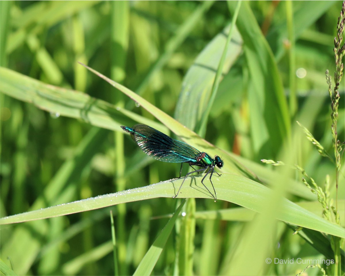Banded Agrion Damselfly