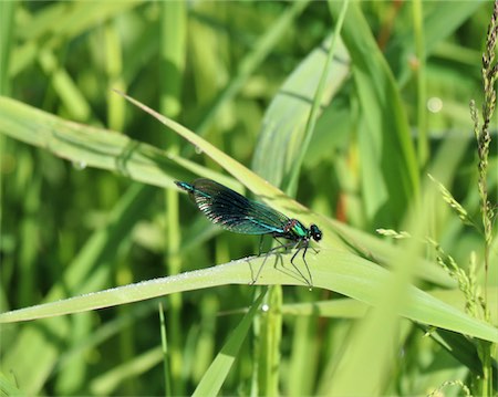  Banded Agrion Damselfly 
