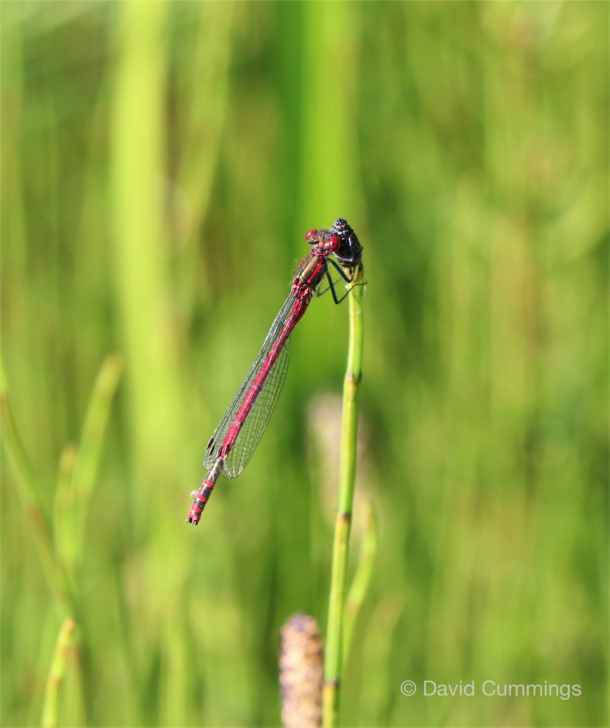 Red Damelfly