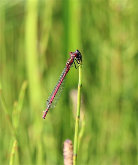  Red Damelfly 