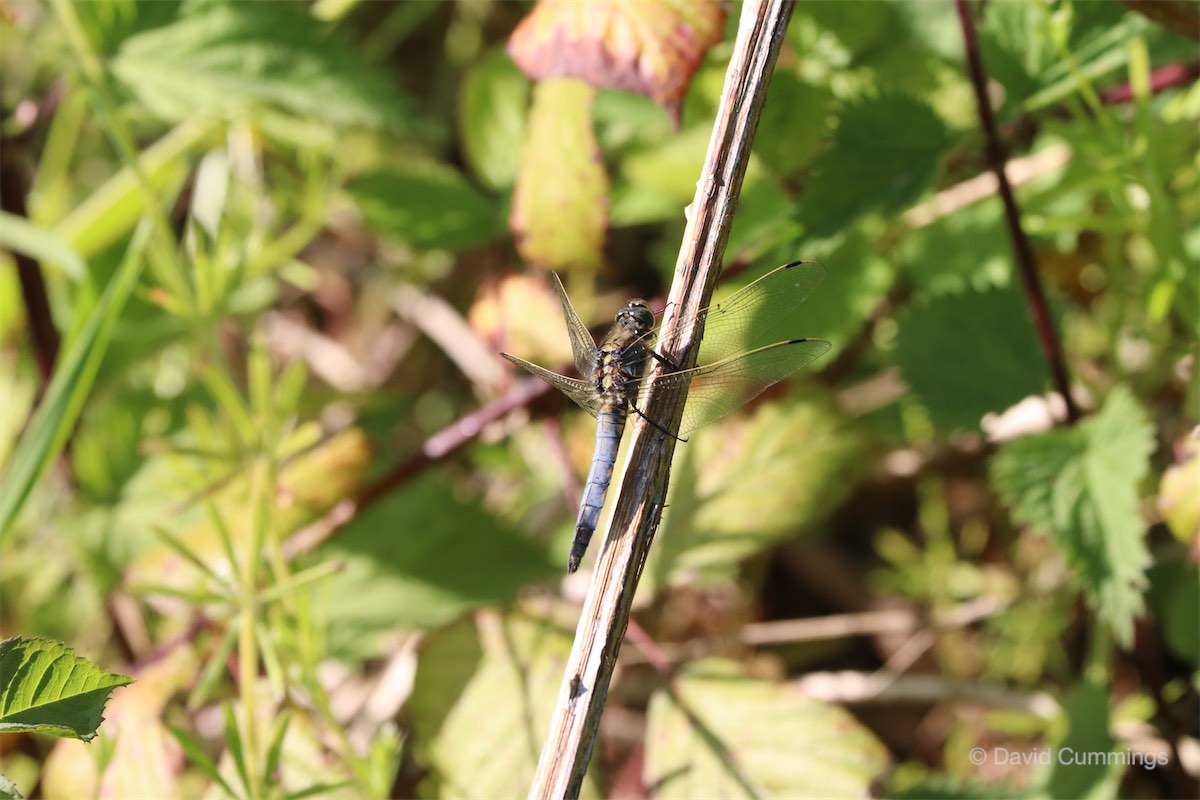 Black Tailed Skimmer