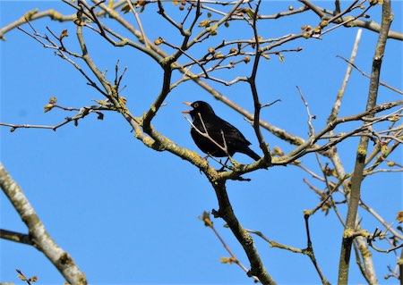  Blackbird 