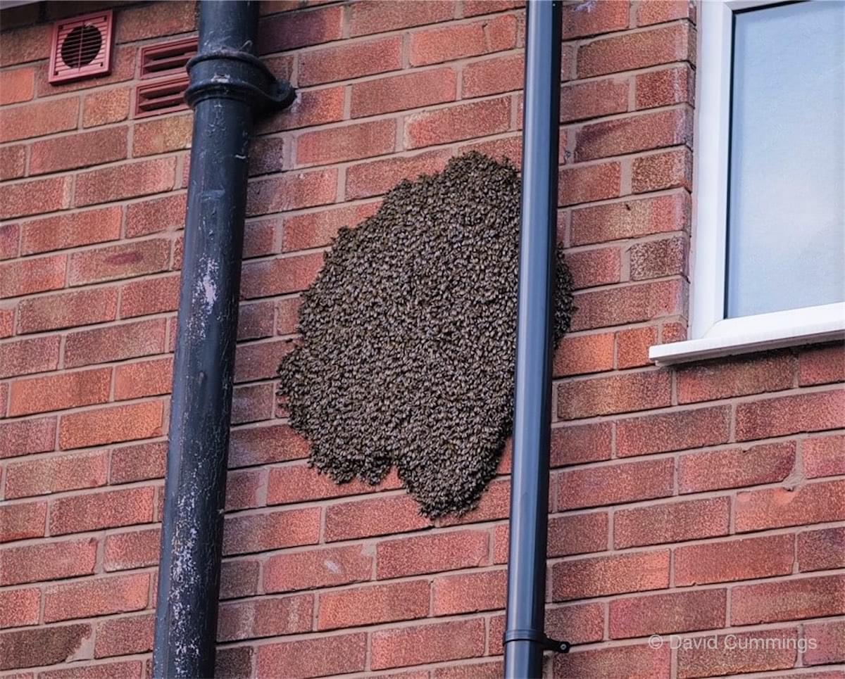 Bees in Home Close, Christleton