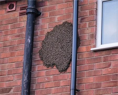  Bees in Home Close, Christleton 