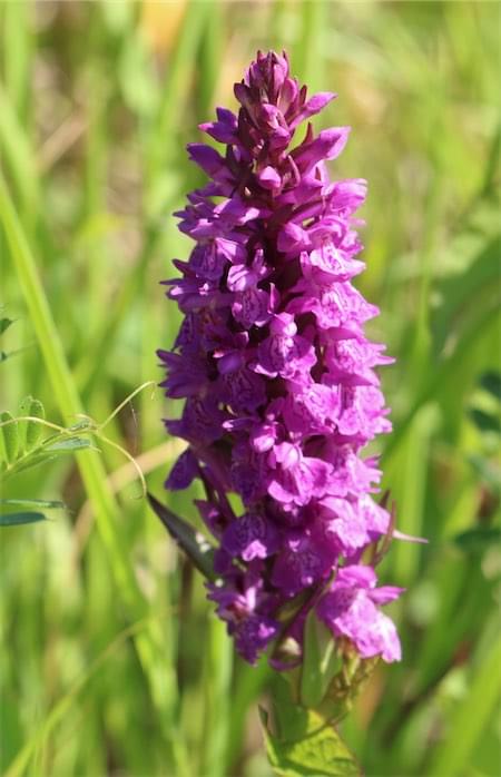  Hybrid Orchid 