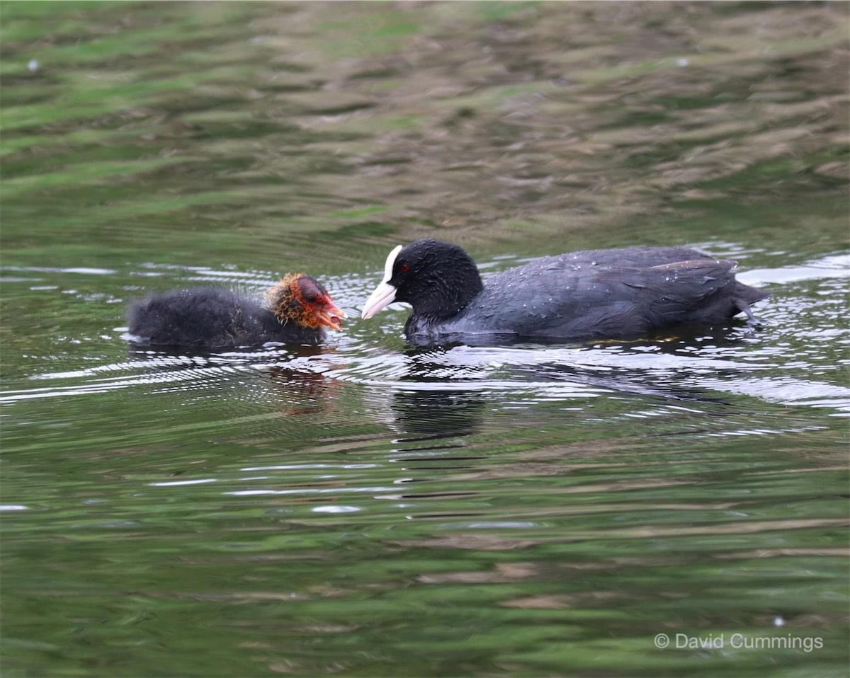 Coot feeding young