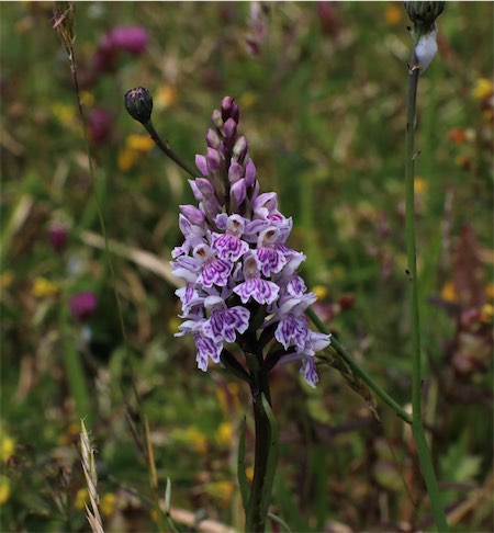  Common Spotted Orchid 