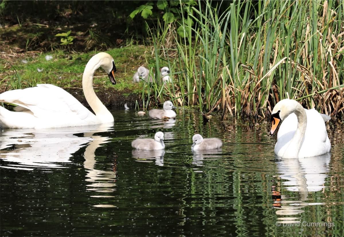 Walk Mill Swans
