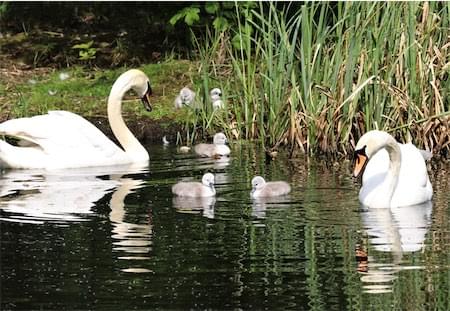  Walk Mill Swans 