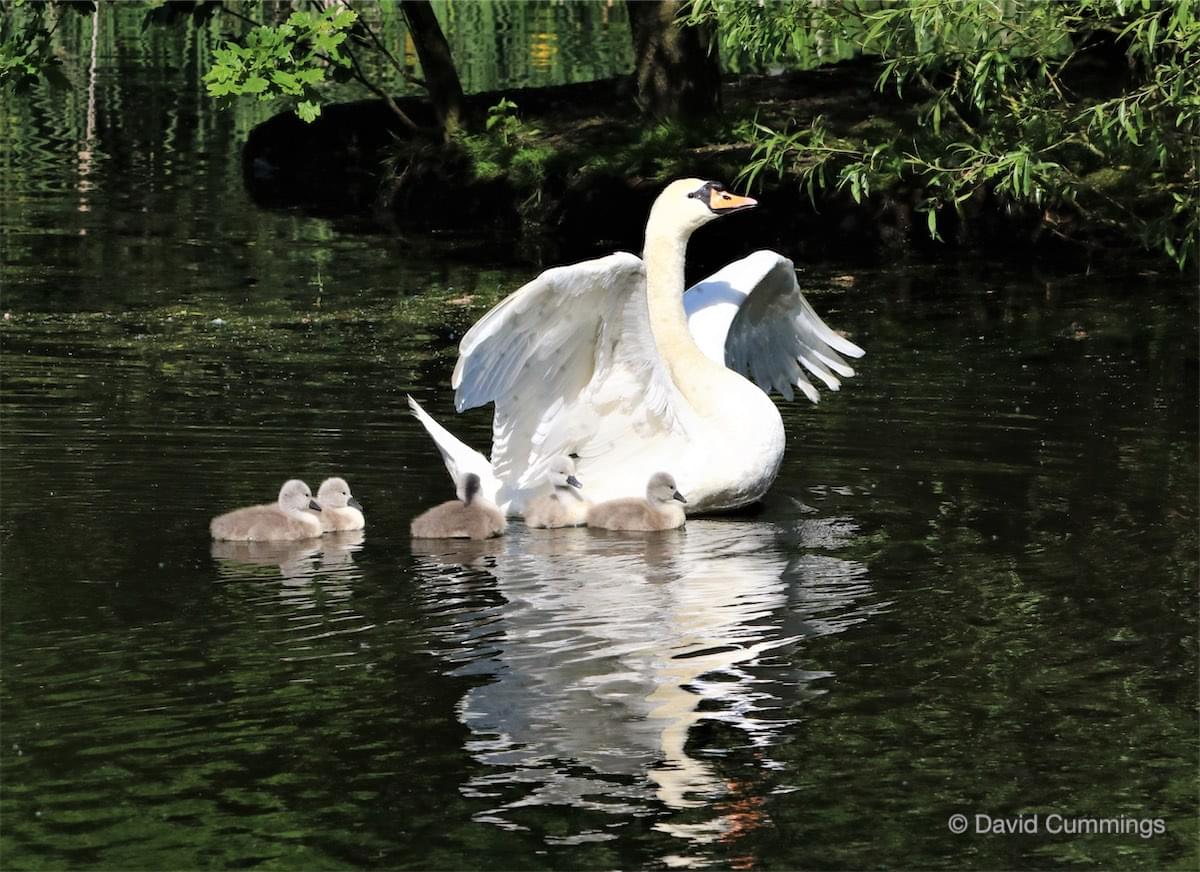 Walk Mill Pen and 5 Cygnets