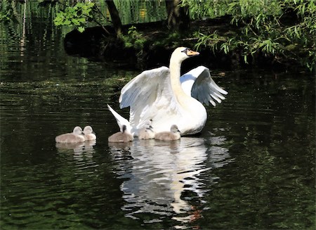  Walk Mill Pen and 5 Cygnets 