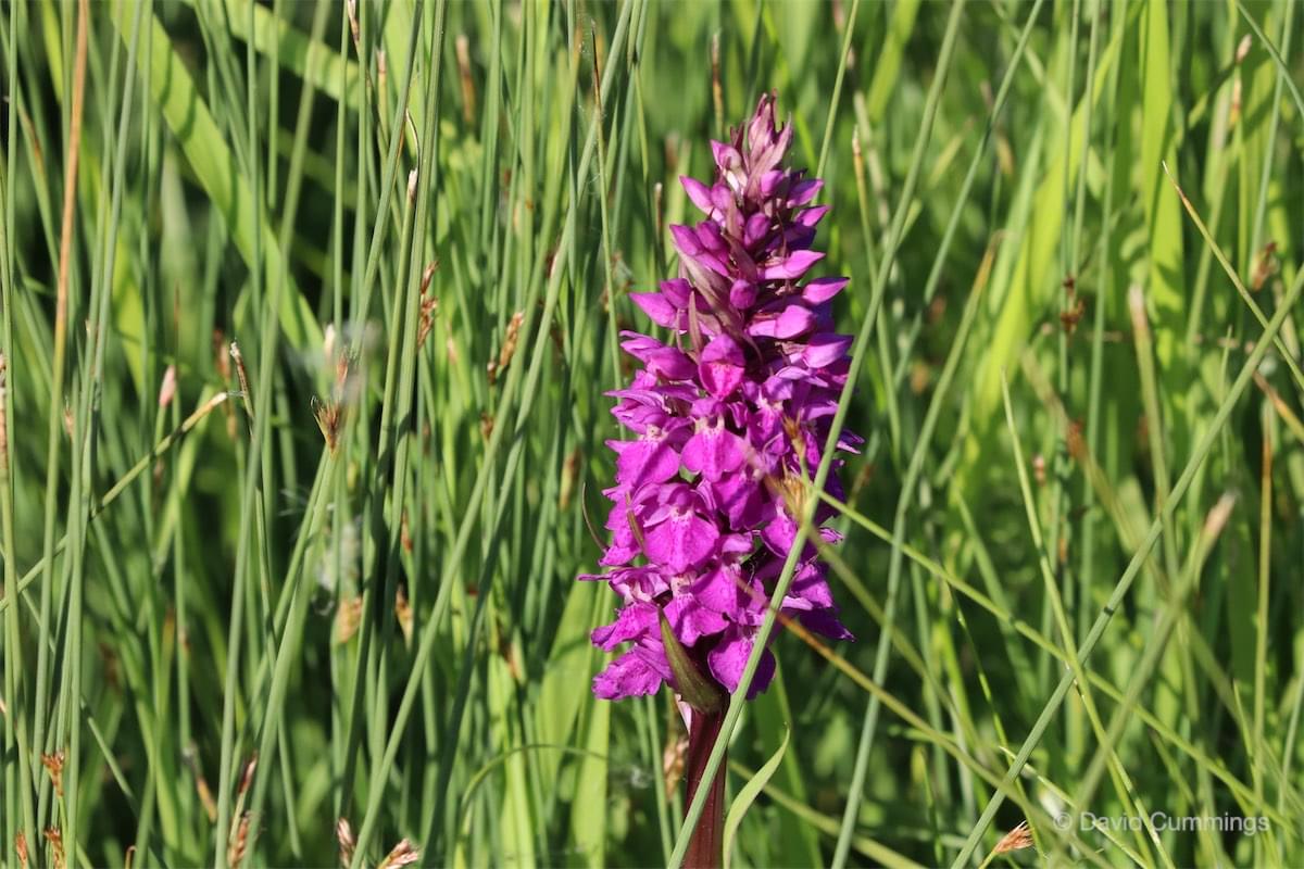 Western March Orchid