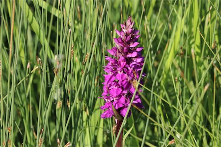  Western March Orchid 